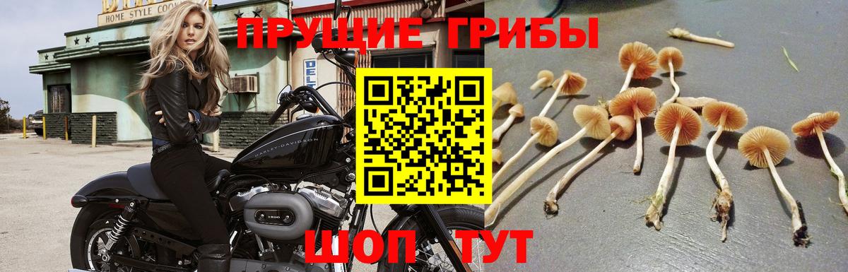 Галлюциногенные грибы Psilocybine cubensis Балтийск